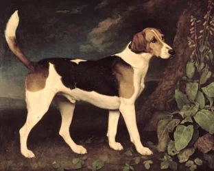 Ringwood, een Brocklesby-foxhound, 1792
